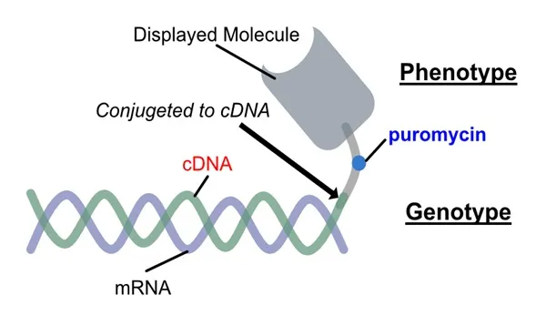 cDNAディスプレイの模式図